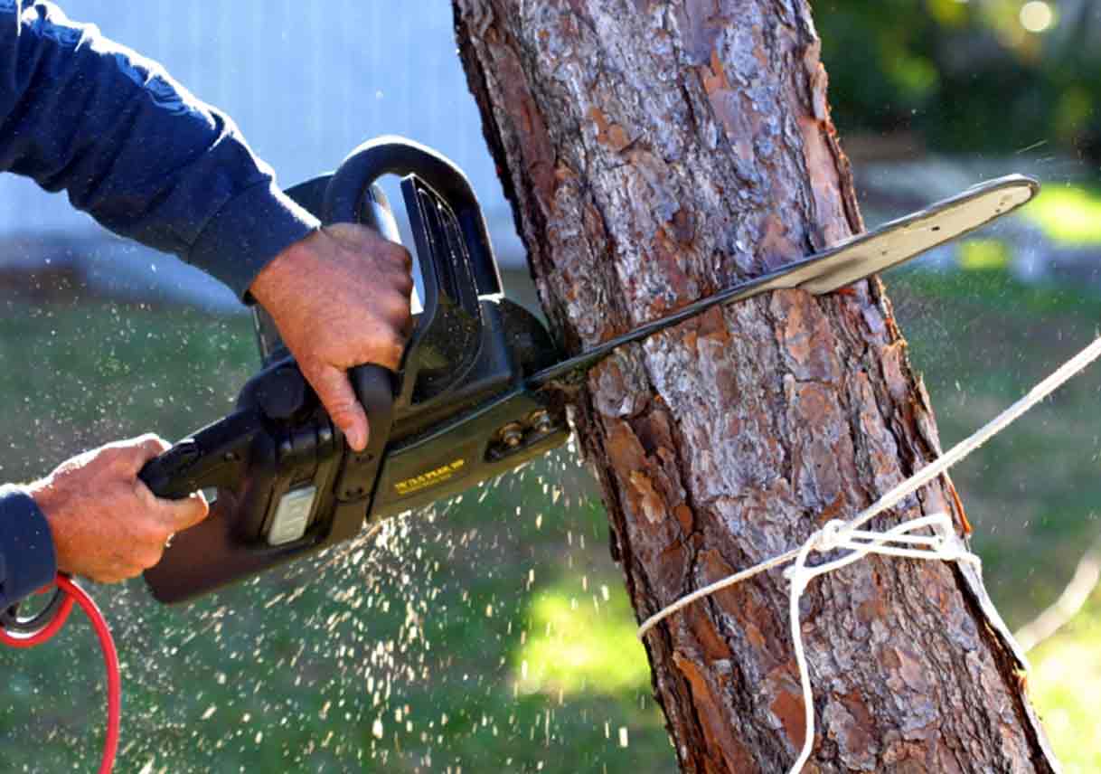 Tree Removal Tips Five Things to Keep in Mind Best Pick Reports