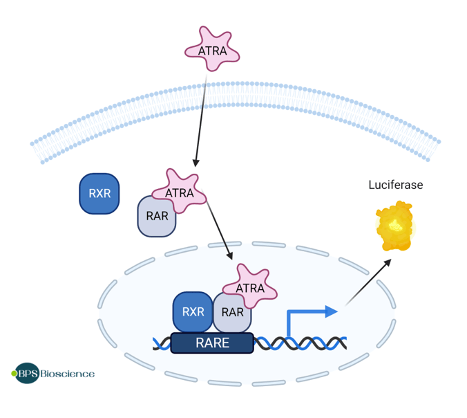 RARα Luciferase Reporter HEK293 Cell Line