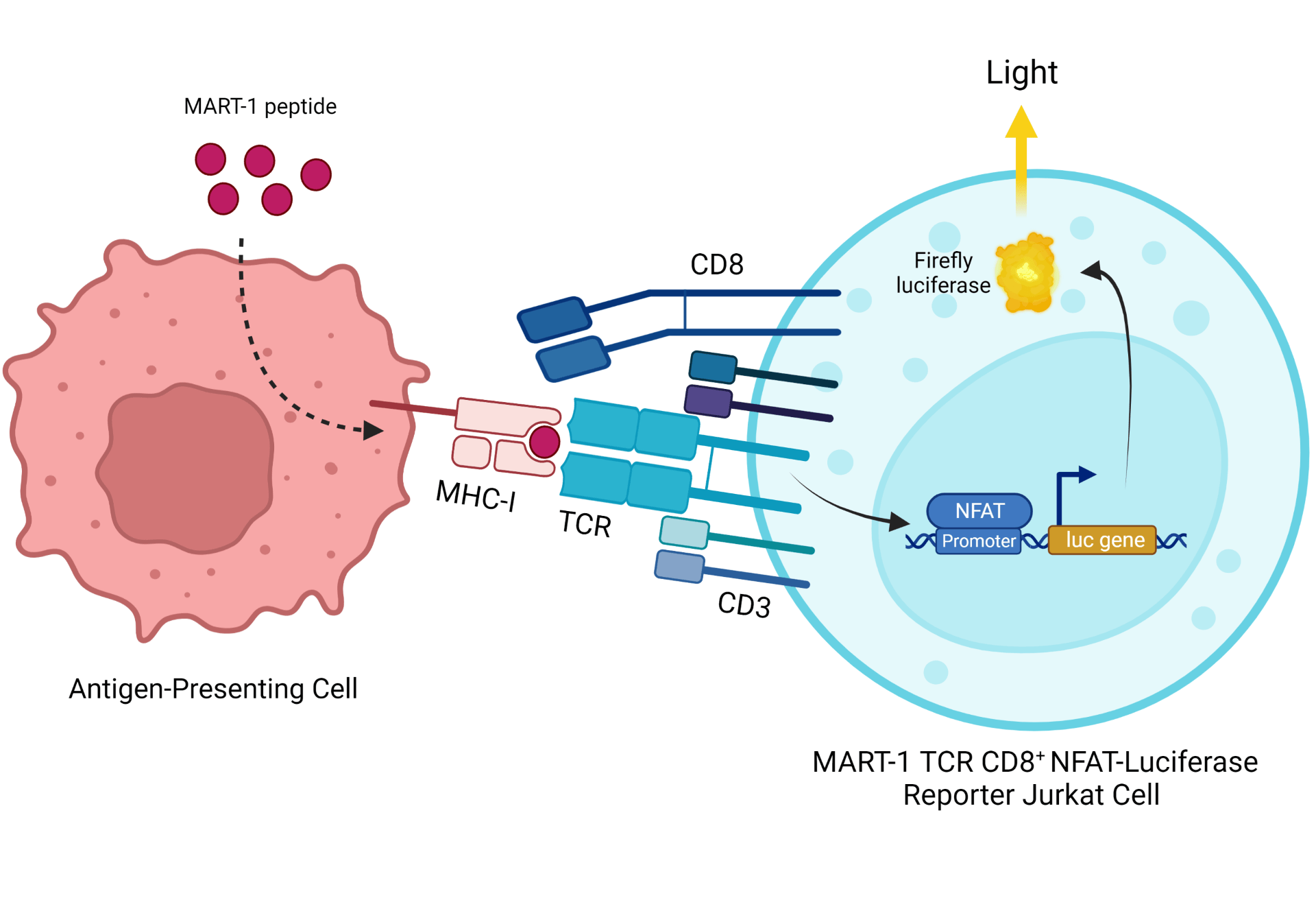 MART1 TCR (DMF4) CD8+ NFATLuciferase Reporter Jurkat Cell Line