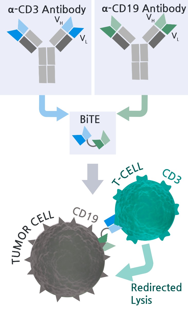 Bispecific Antibodies & BiTE® (Bispecific TCell Engager) Services