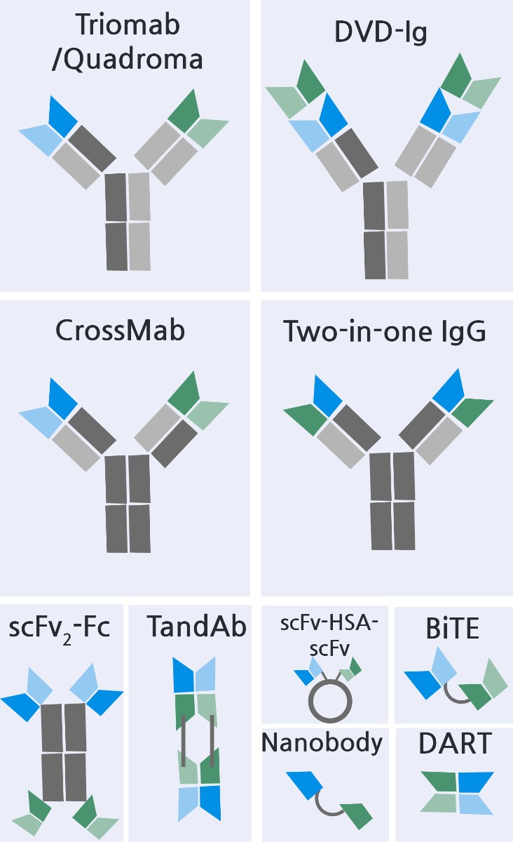 Bispecific Antibodies & BiTE®