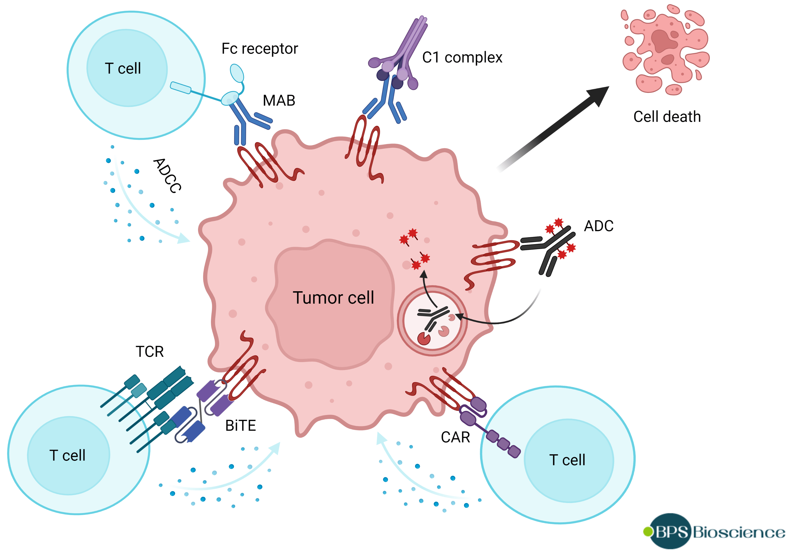 Claudin18 A Therapeutic Target in Oncology