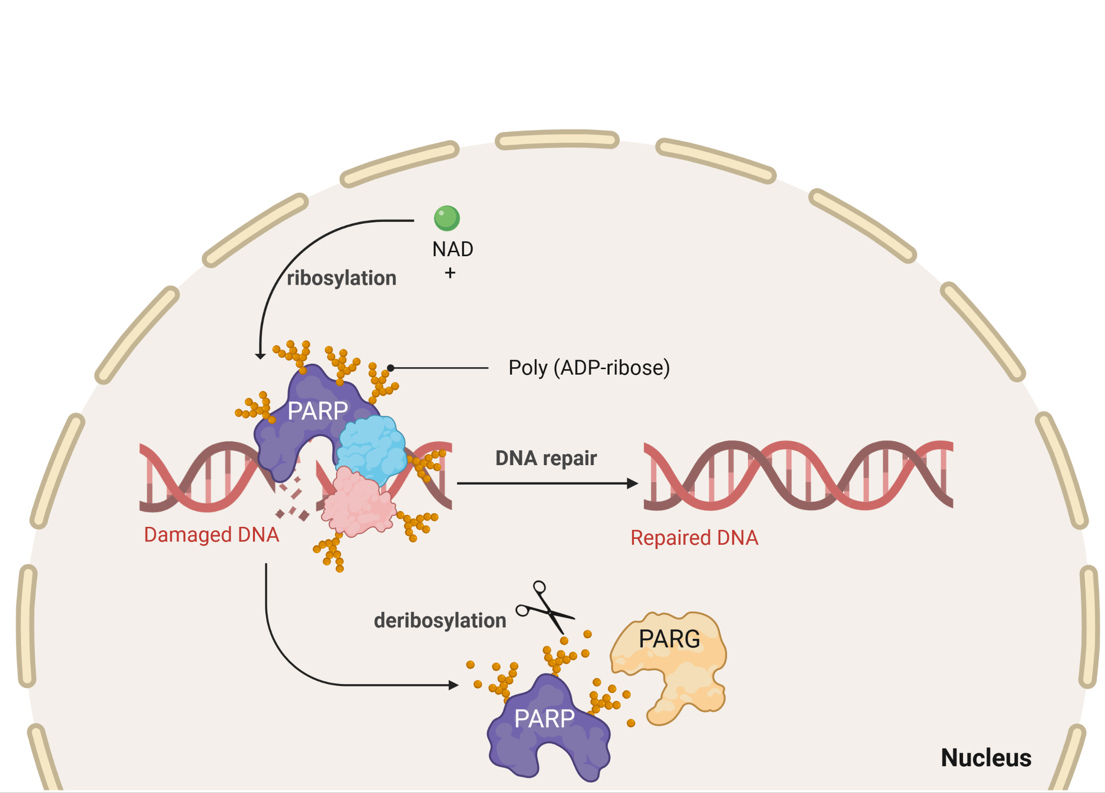 PARP/PARPTrap Screening and Profiling Services