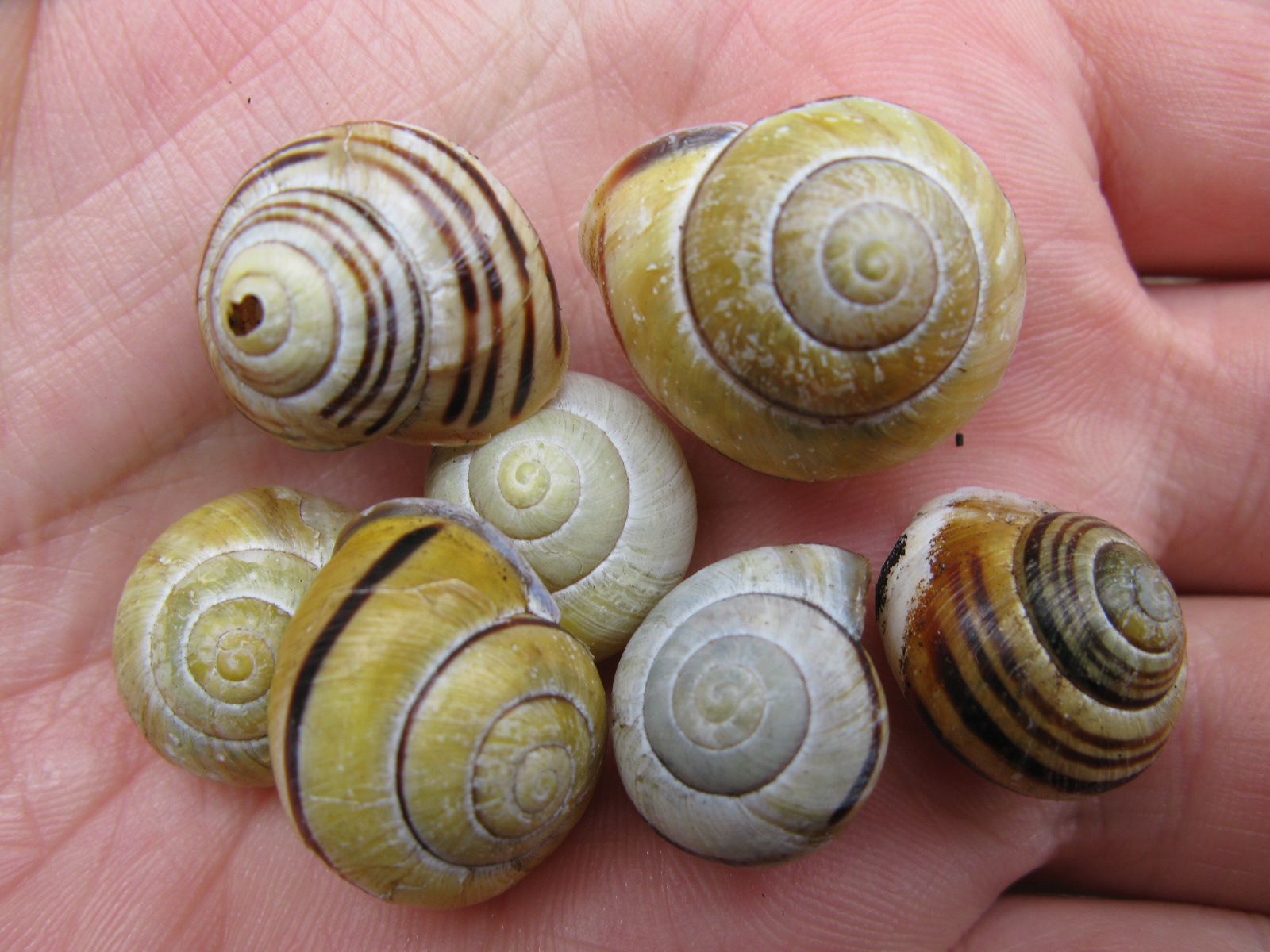 Snail shell mytehealth