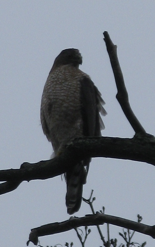 Fog-Wood | Backyard and Beyond