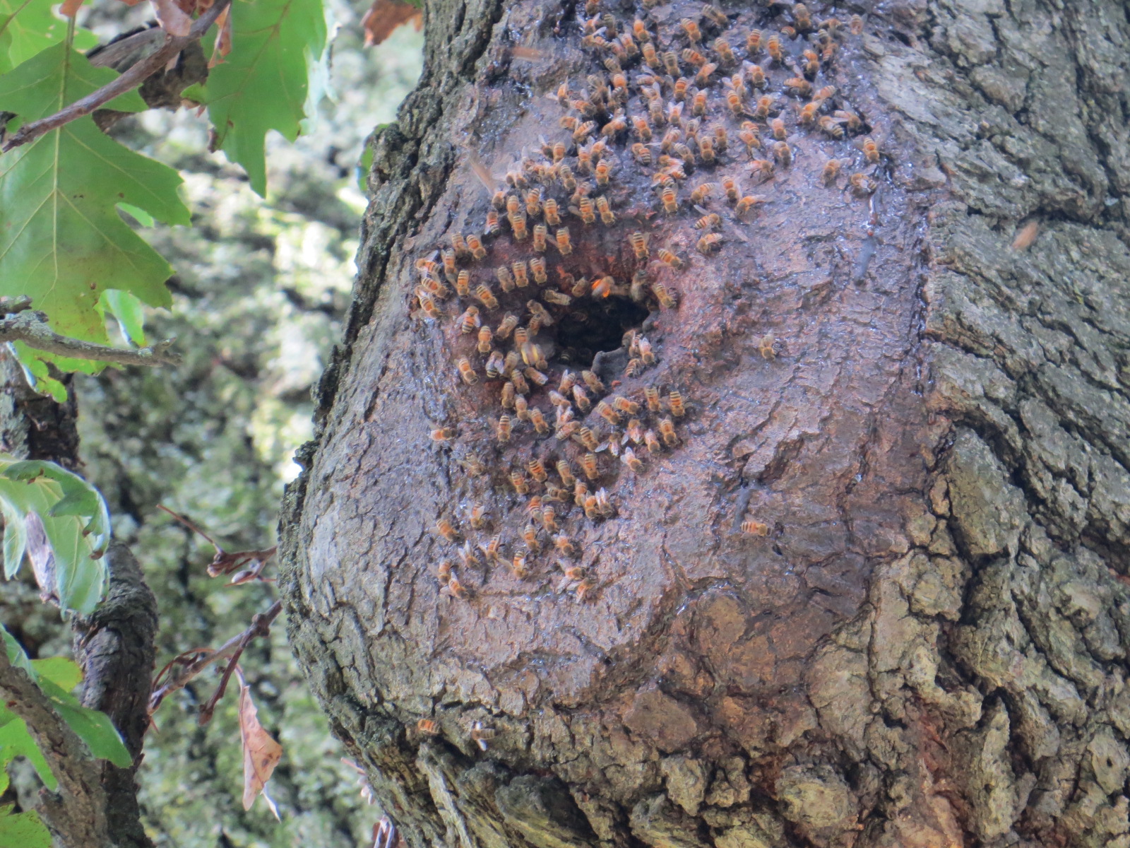 August 2013 Backyard and Beyond