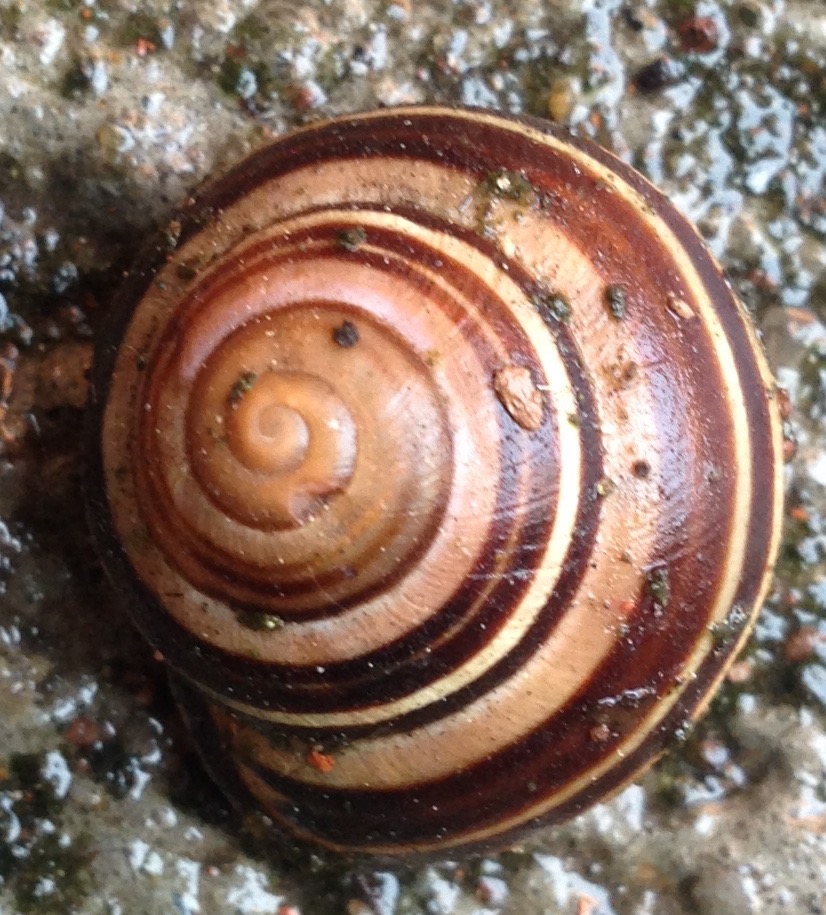 snails Backyard and Beyond