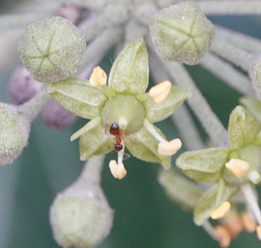 Ivy & Ants Backyard and Beyond