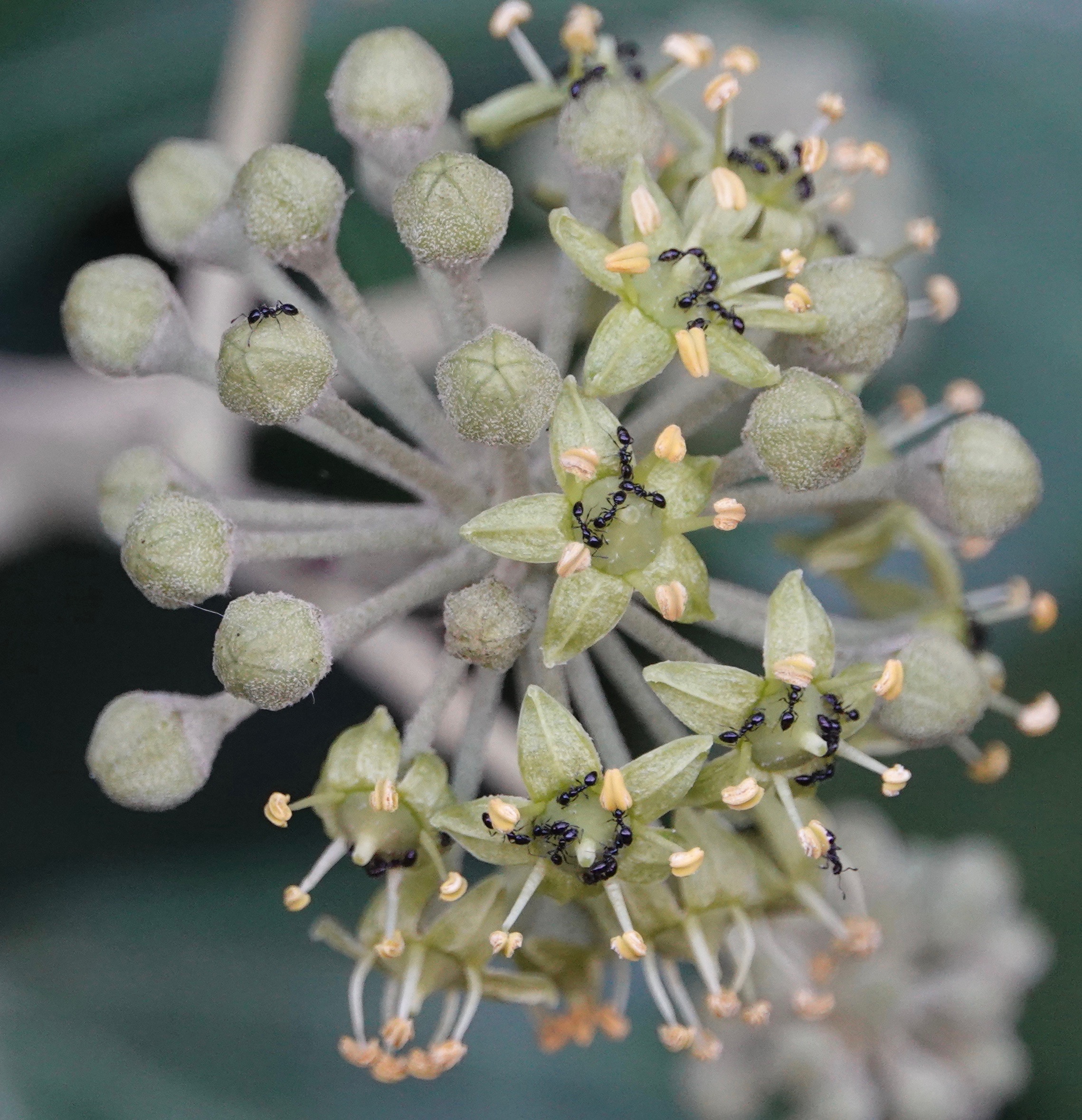 Ivy & Ants Backyard and Beyond