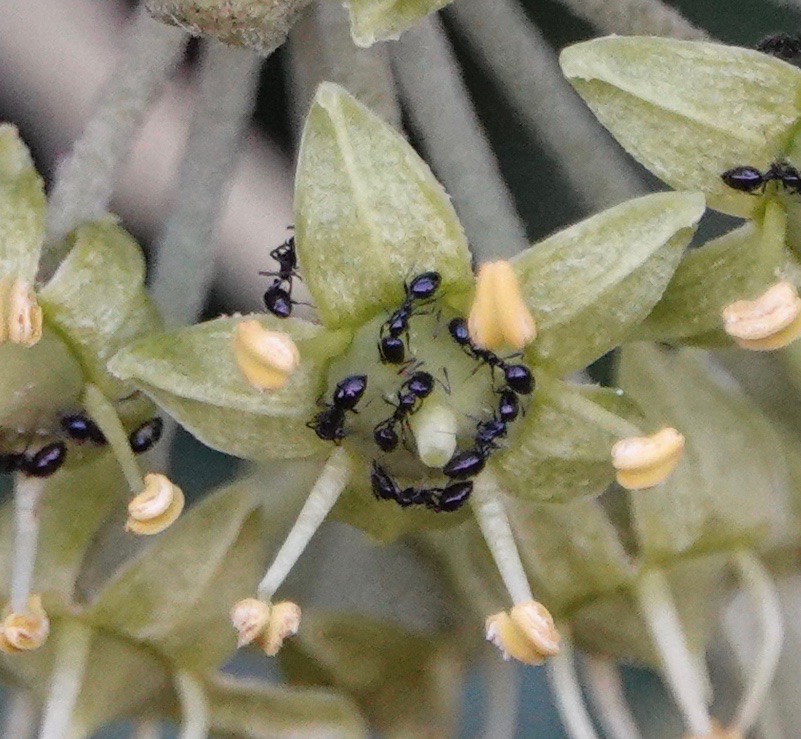Ivy & Ants Backyard and Beyond
