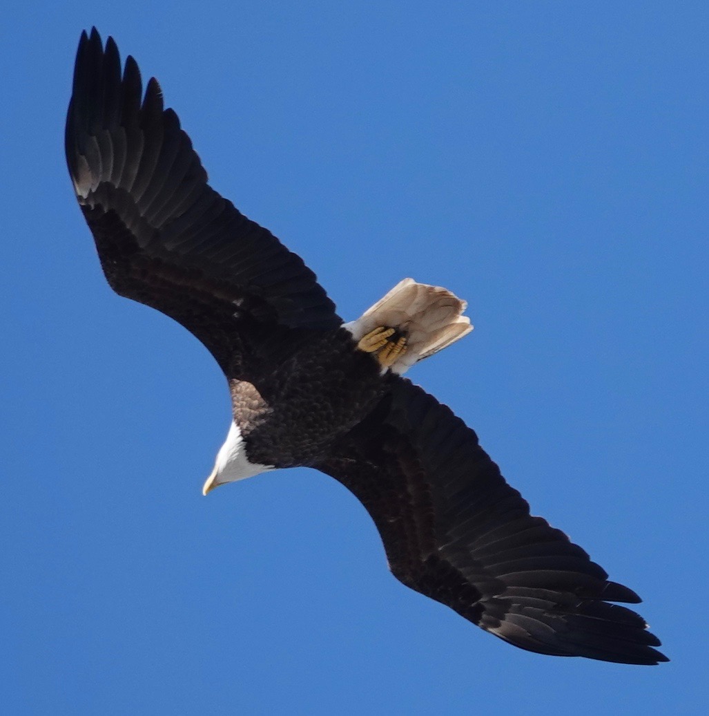 Special Bald Eagle Edition Backyard and Beyond