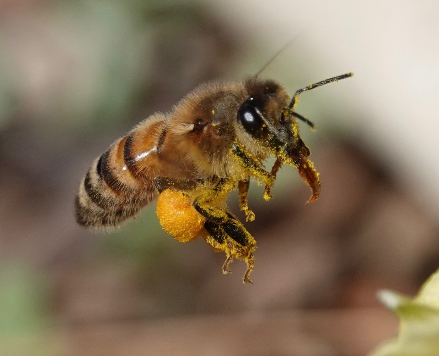 Early Bird Pollinators Backyard and Beyond