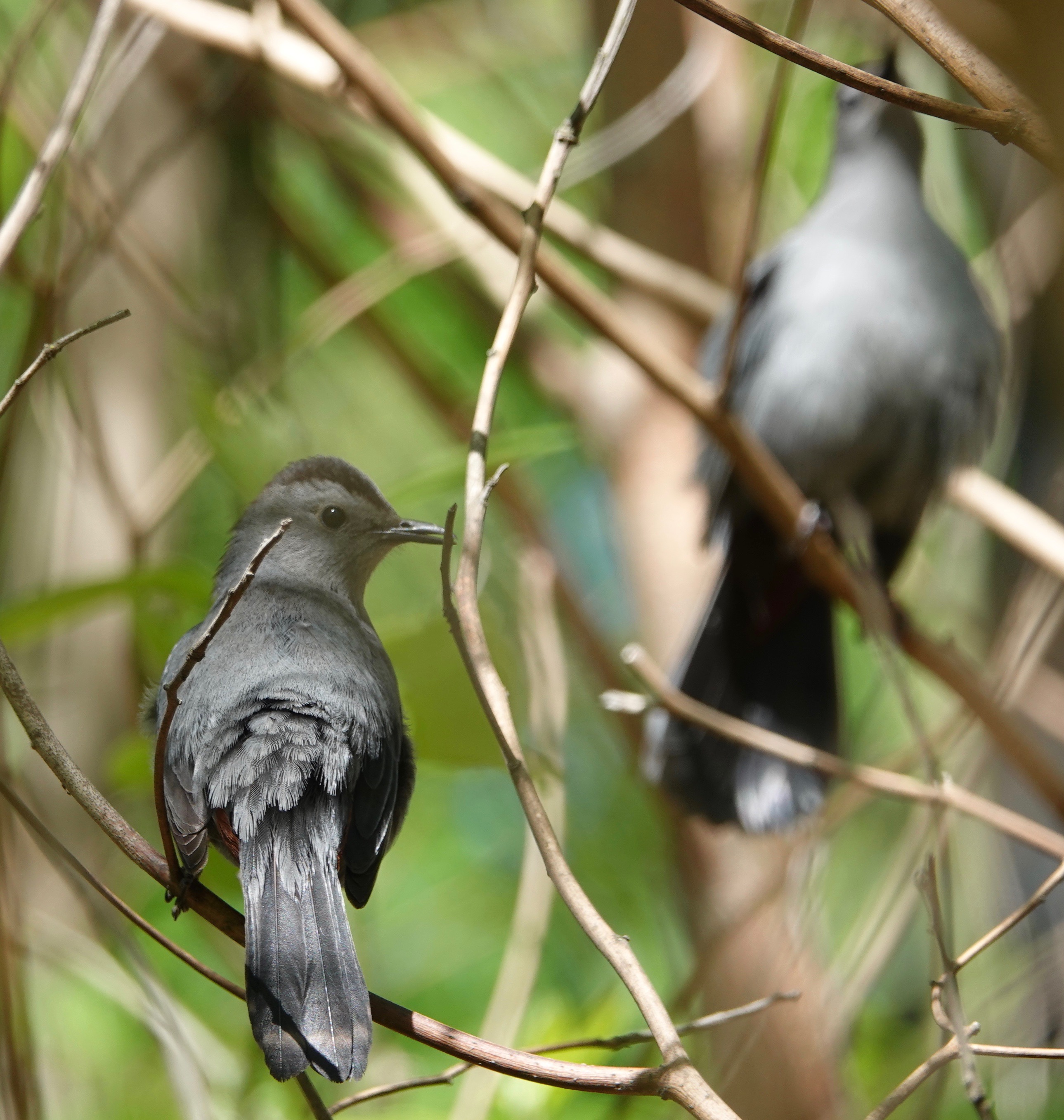 Catbird Seat Backyard and Beyond
