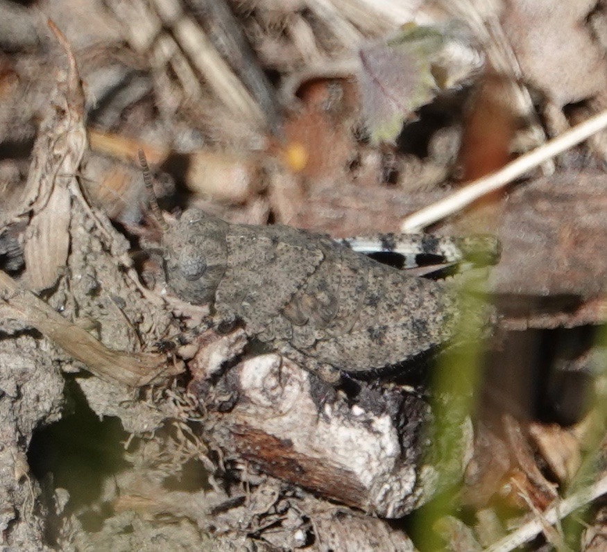 Hoppers Backyard and Beyond