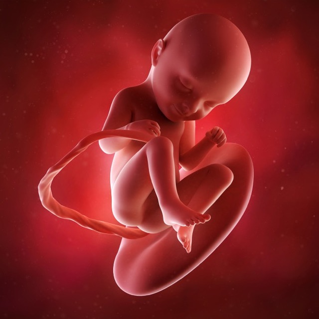 33 semanas de gravidez todos os fatos