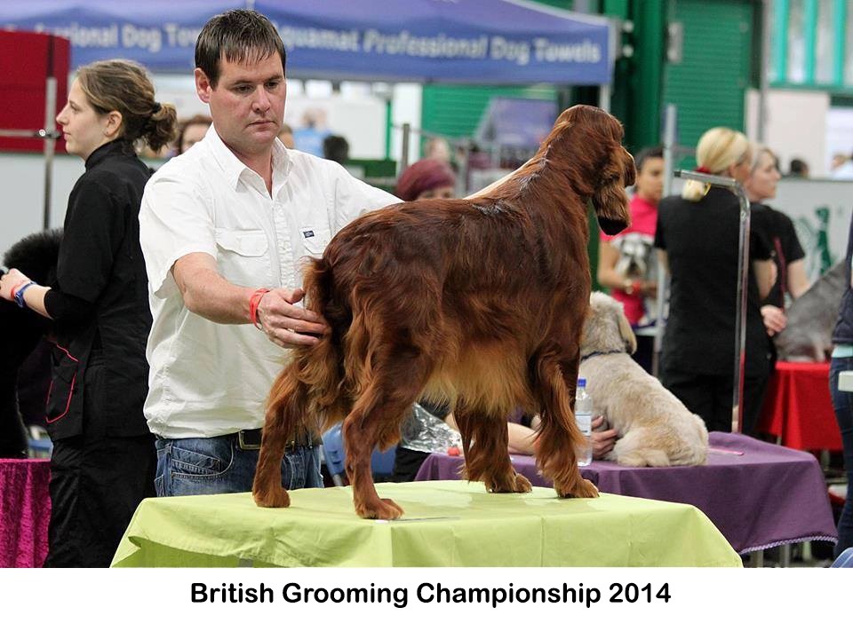 Grooming Brabrook Irish Setters