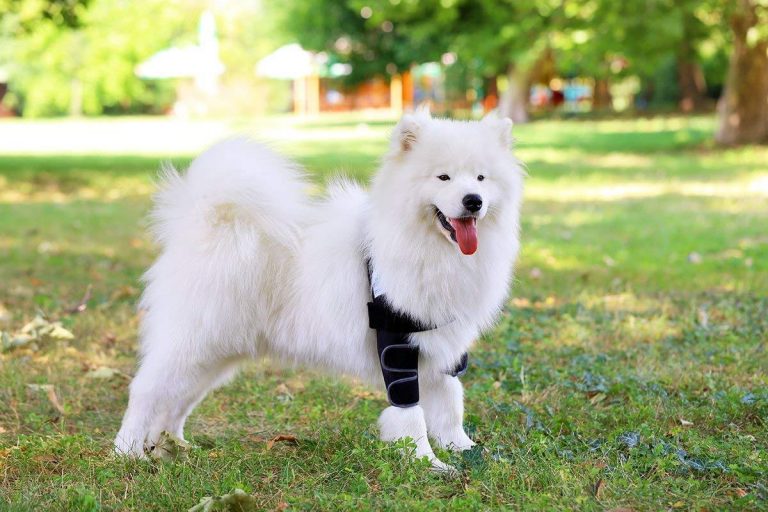 Best Shoulder Braces For Dogs In 2023 BracesBox Find the Best Brace