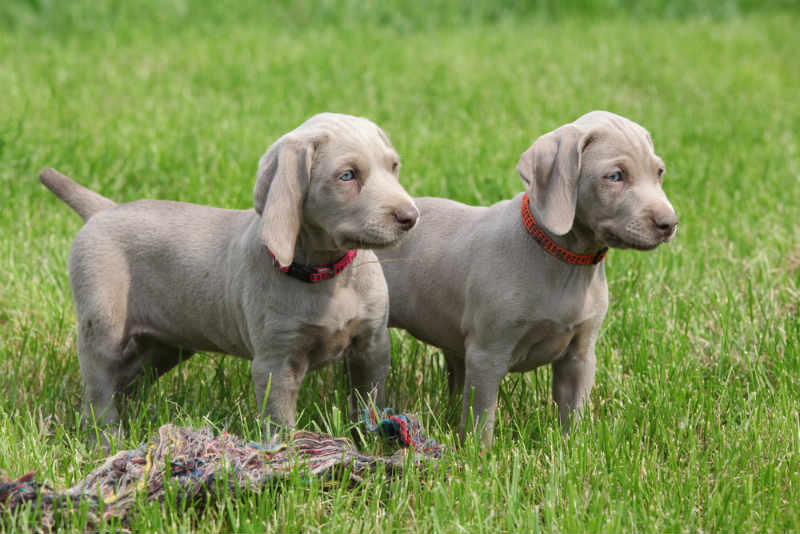 【🥇】 Cachorros de Bracos de Weimar ⇨ ¿Estás seguro? Entra AQUÍ