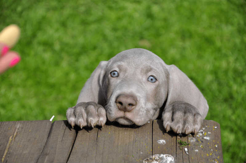 【🥇】 Cachorros de Bracos de Weimar ⇨ ¿Estás seguro? Entra AQUÍ