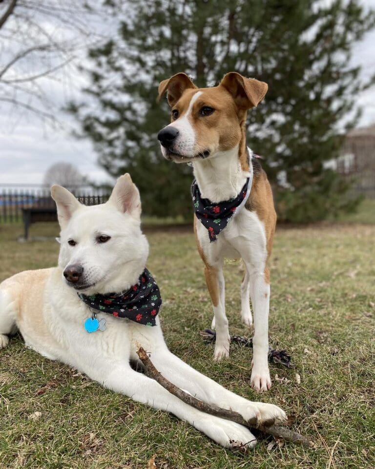 Can Dogs Talk To Each Other? Broad Ripple Animal Clinic