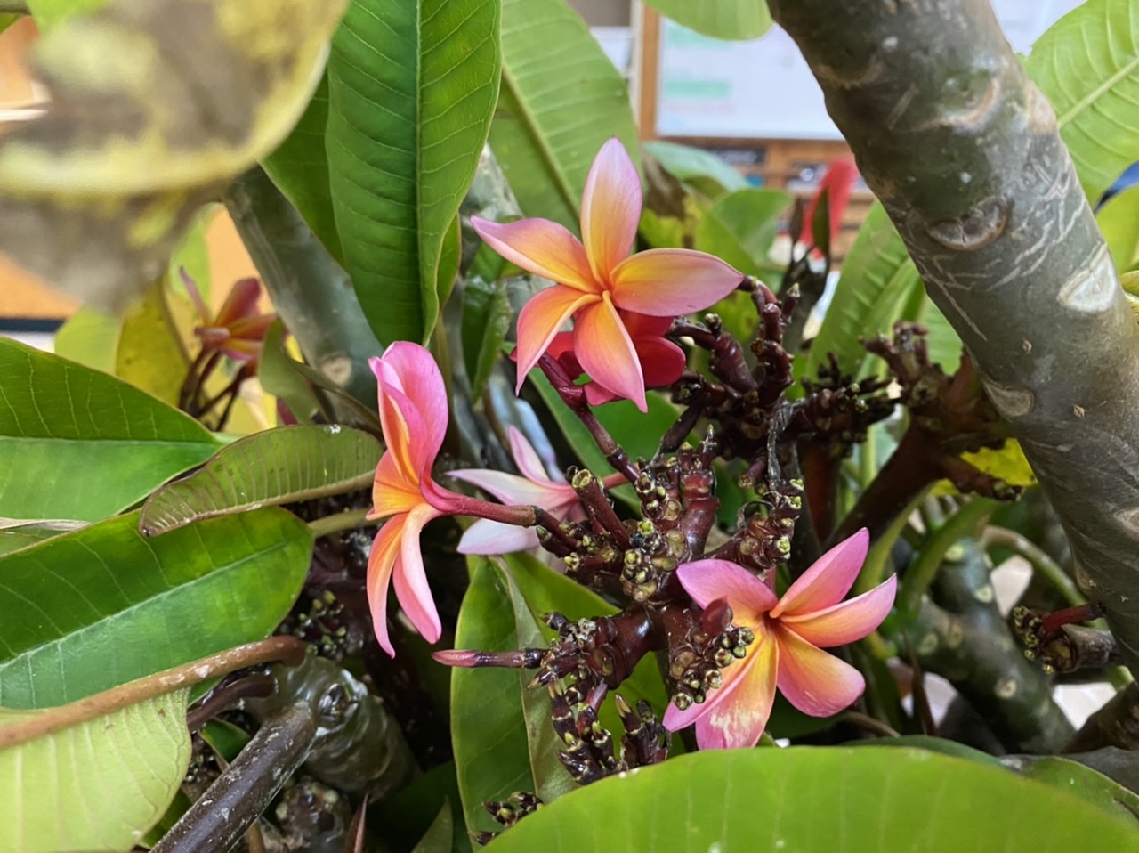 Plumeria Plans