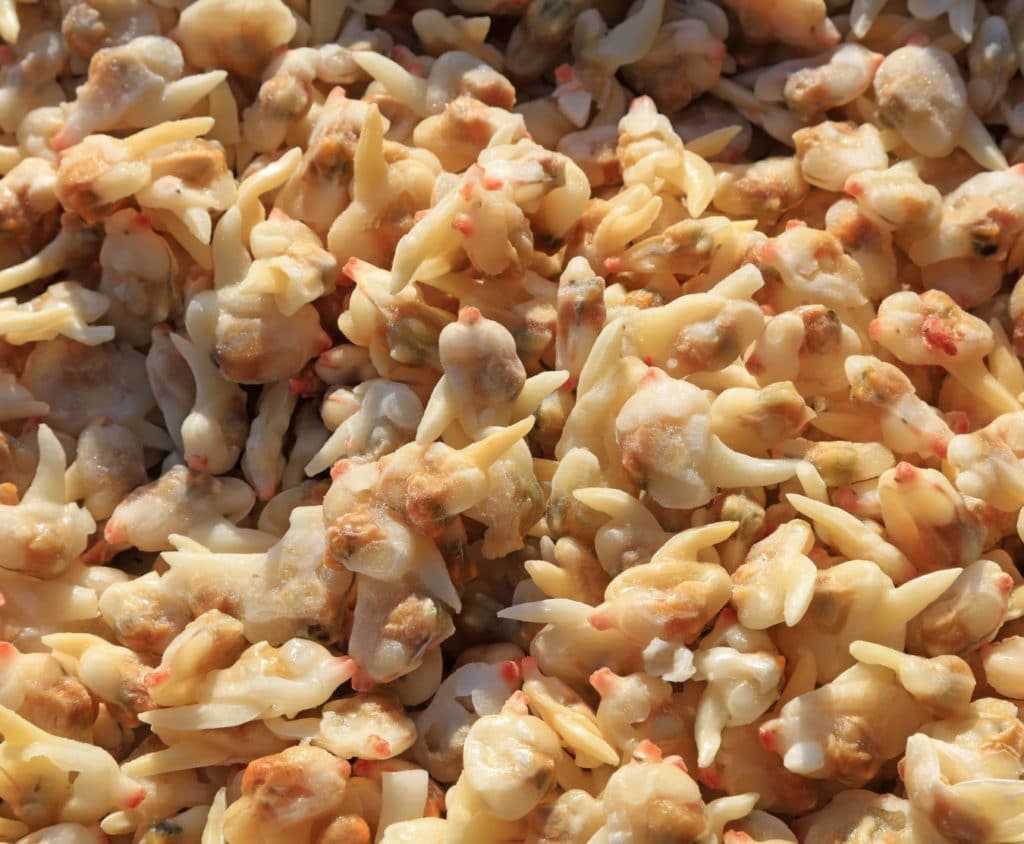 Buy Clam Meat 1kg Online at the Best Price, Free UK Delivery Bradley