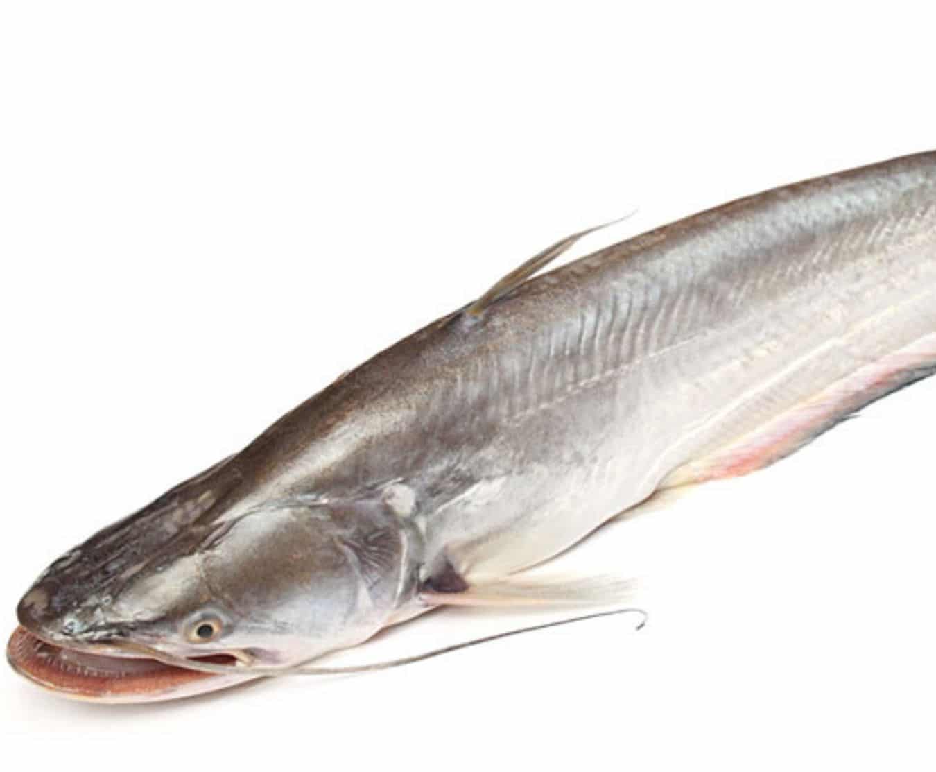 Buy Frozen Catfish 300500g Online at the Best Price, Free UK Delivery