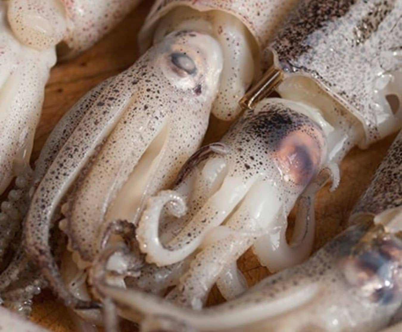 Buy Whole Baby Squid 2.25 kg Online at the Best Price, Free UK Delivery Bradley's Fish