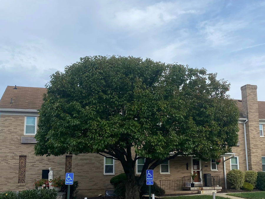 Tree Pruning Company Delaware County PA Trimming Trees