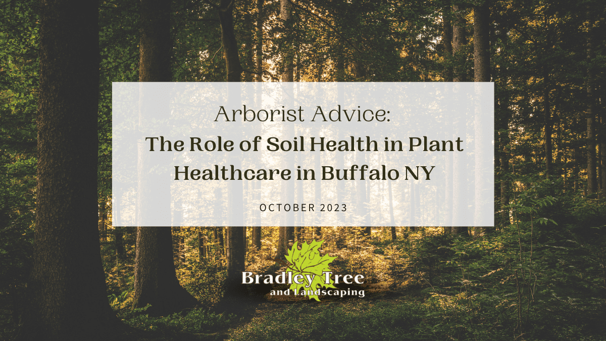 The Role of Soil Health in Buffalo NY Plant Health Care Bradley Trees