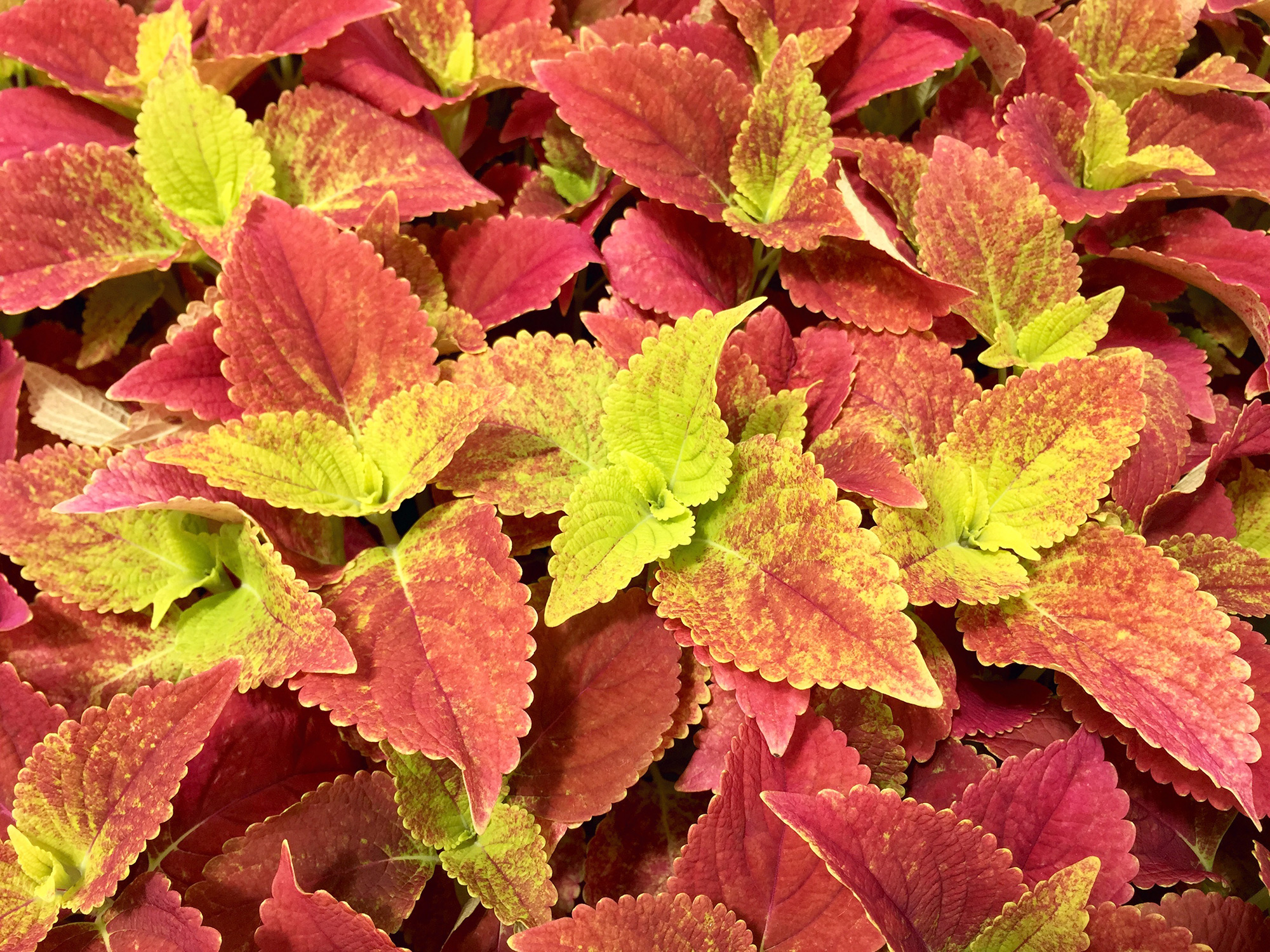 Coleus Alabama Pink Brad's Bedding Plants, Inc.
