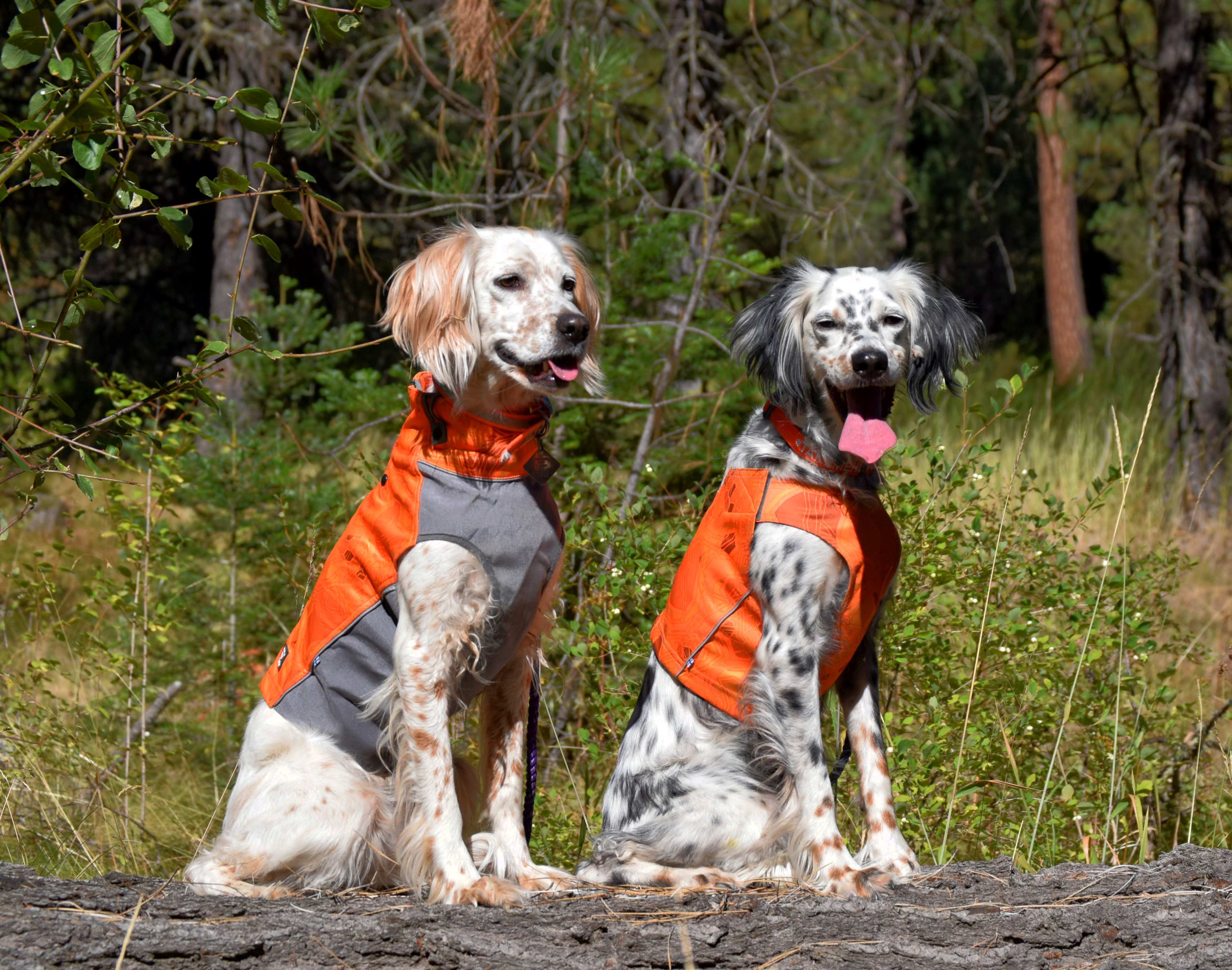 Best Dog Vest For Upland Hunting Hot Sale