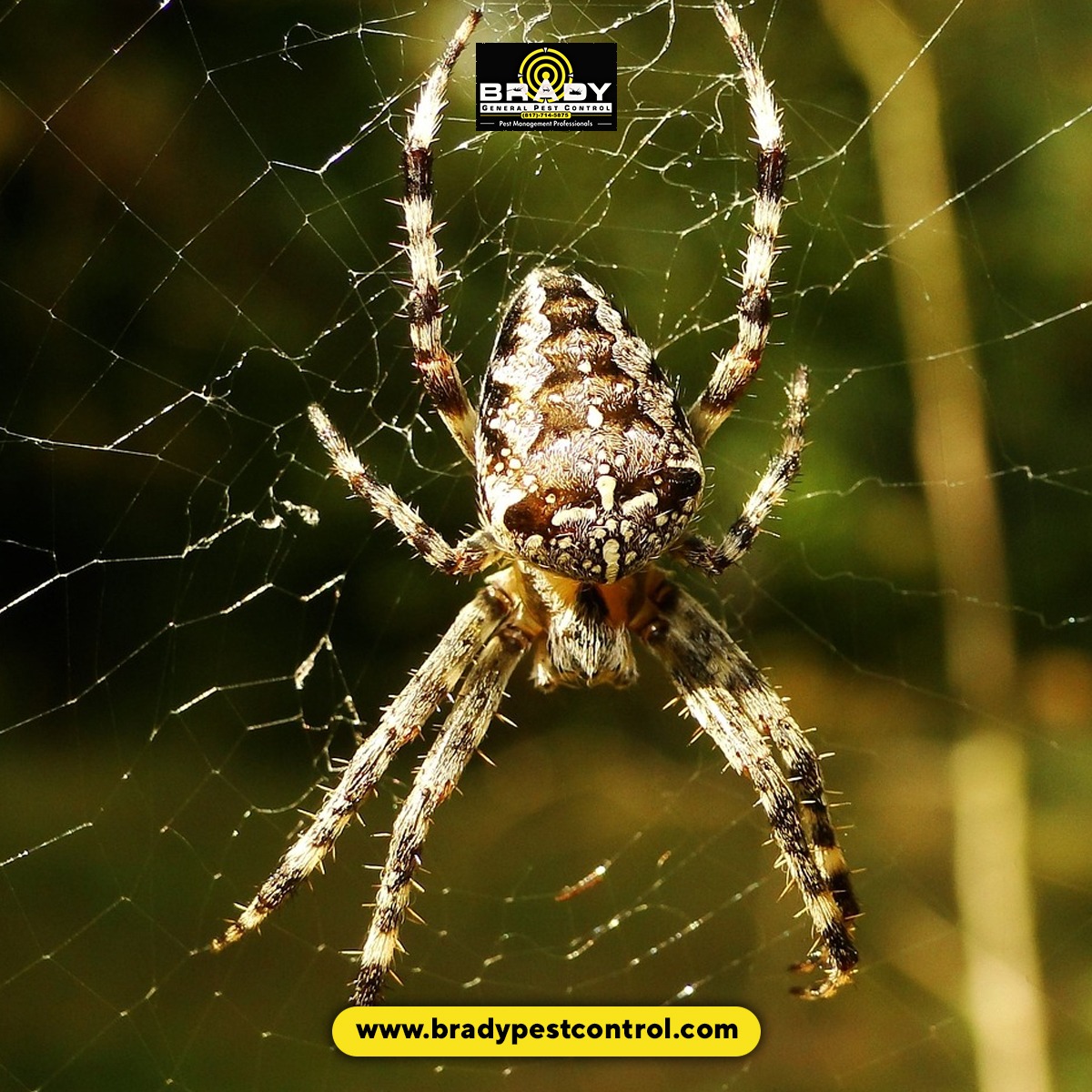 About Brady Pest Control Grand Prairie Exterminators