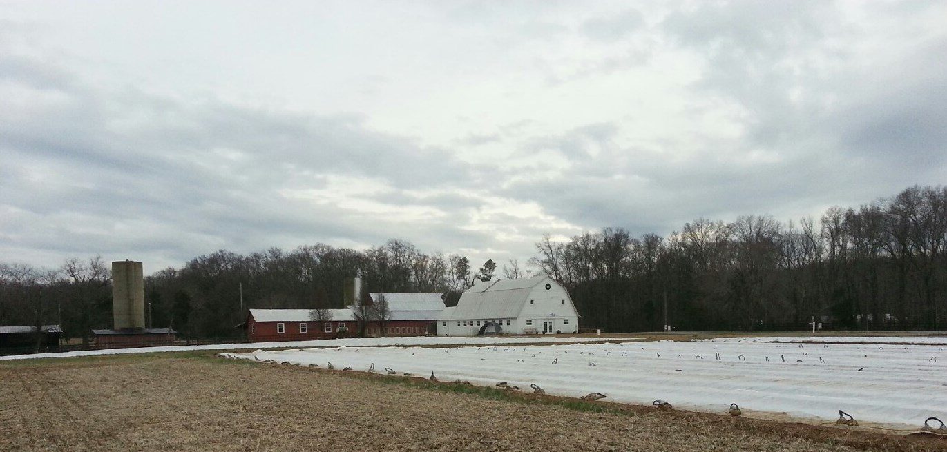 Asparagus & Strawberries Braehead Farm