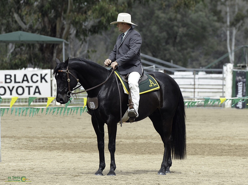 KIRKBYS STUD CREDIT HSH 180122 Braewview Stock Horse Stud