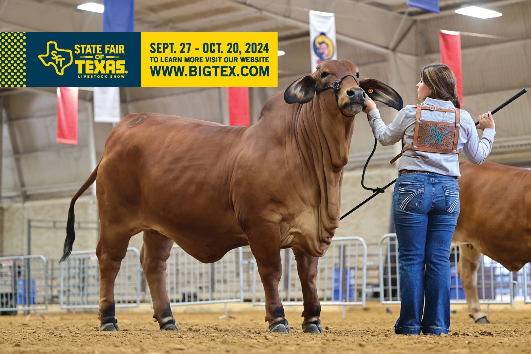 2024 State Fair of Texas Junior Brahman Show Brahman Event