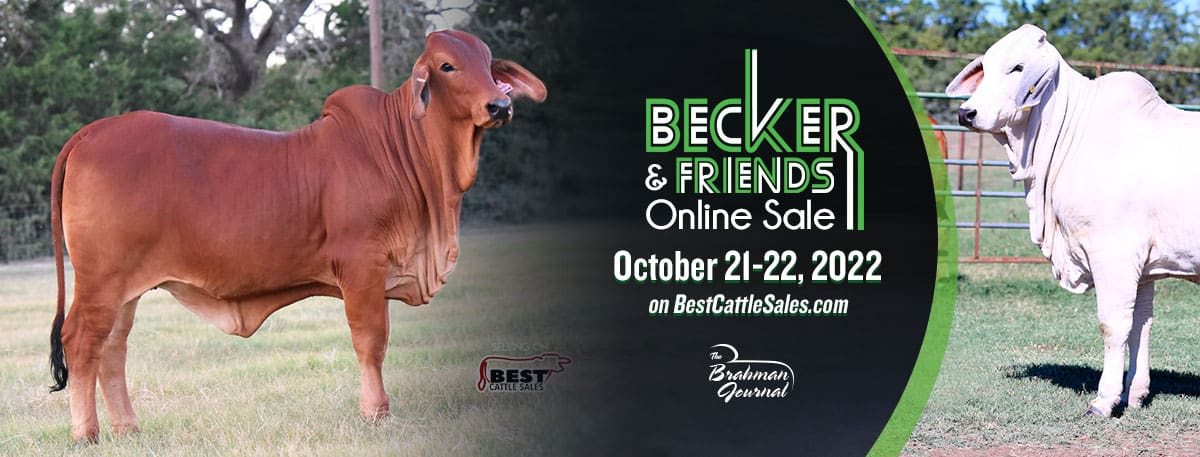 Calendar Of Events In San Antonio 2023 San Antonio Stock Show and Rodeo All Breeds Bull and Heifer Sale