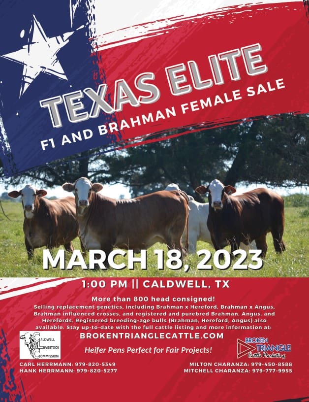Texas Elite F1 & Brahman Female Sale Brahman Event