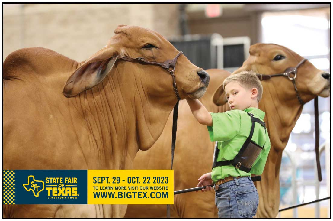 2023 State Fair of Texas Open Brahman Show Brahman Event