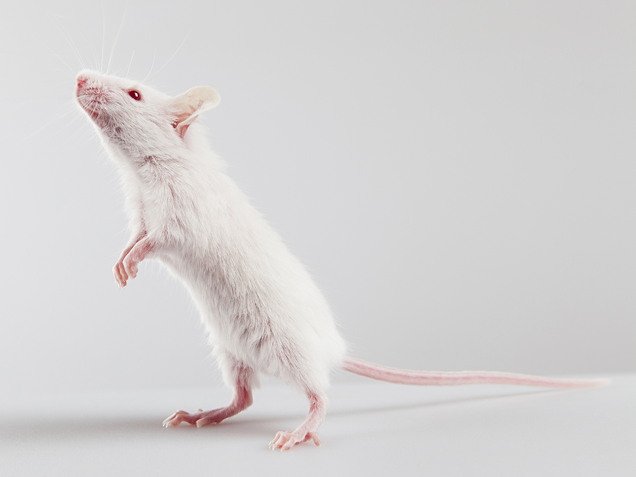 Albino mouse standing IEEE Brain