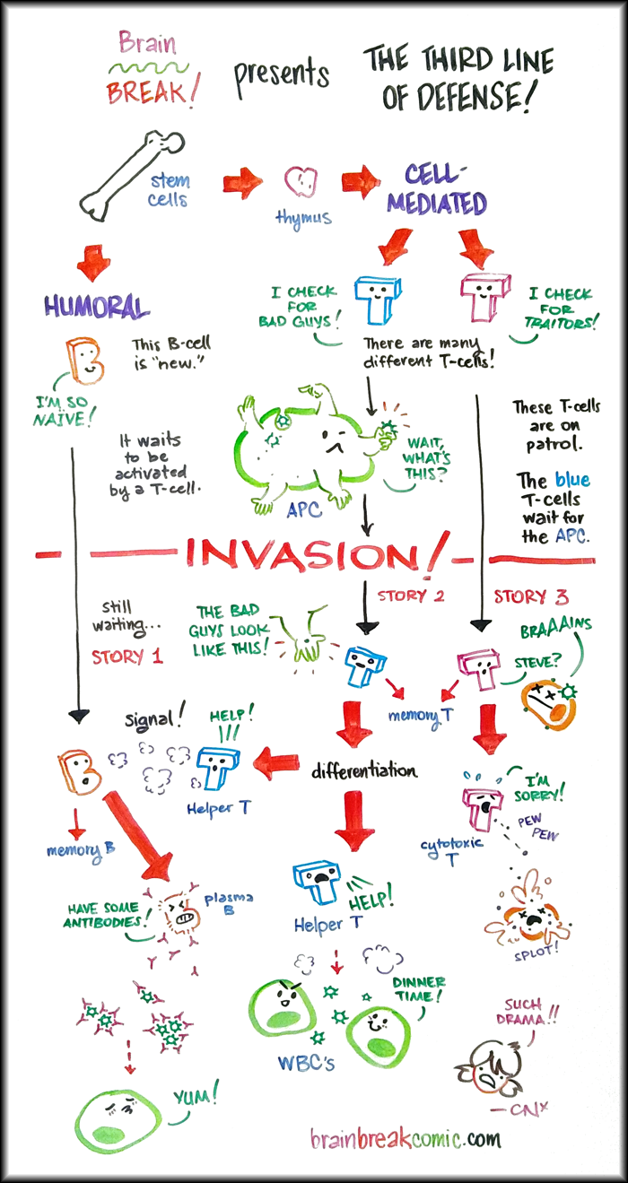 Adaptive Immunity The Third Line of Defense (101 Version) Brain BREAK!