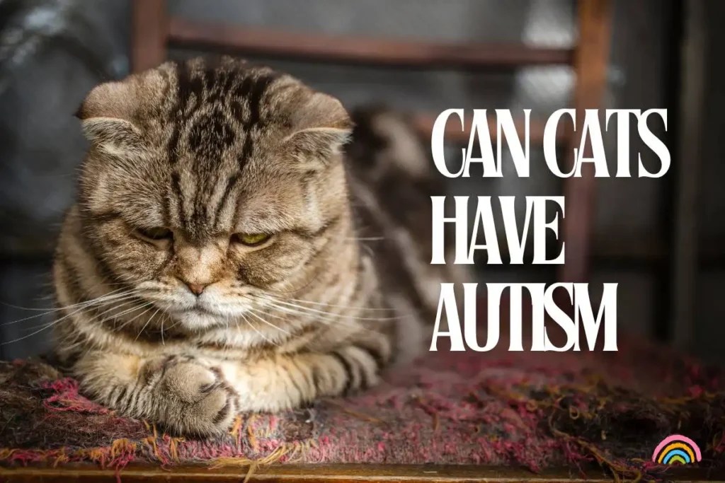 Can Cats Have Autism A NeuroWhodunit
