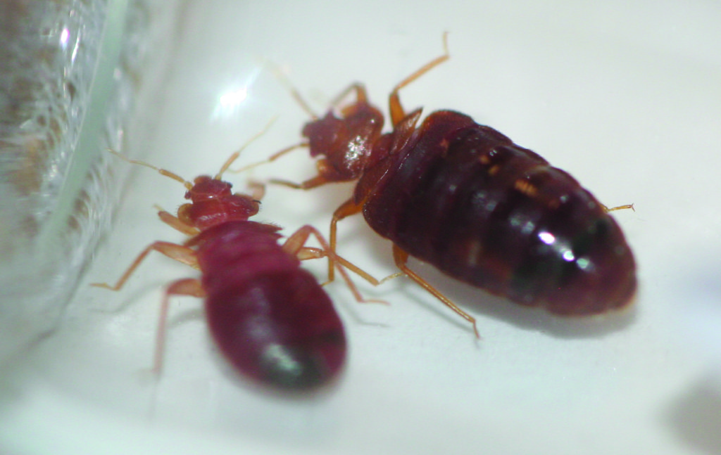 Bed Bugs Make Their Move During Holiday Travel Season Braman
