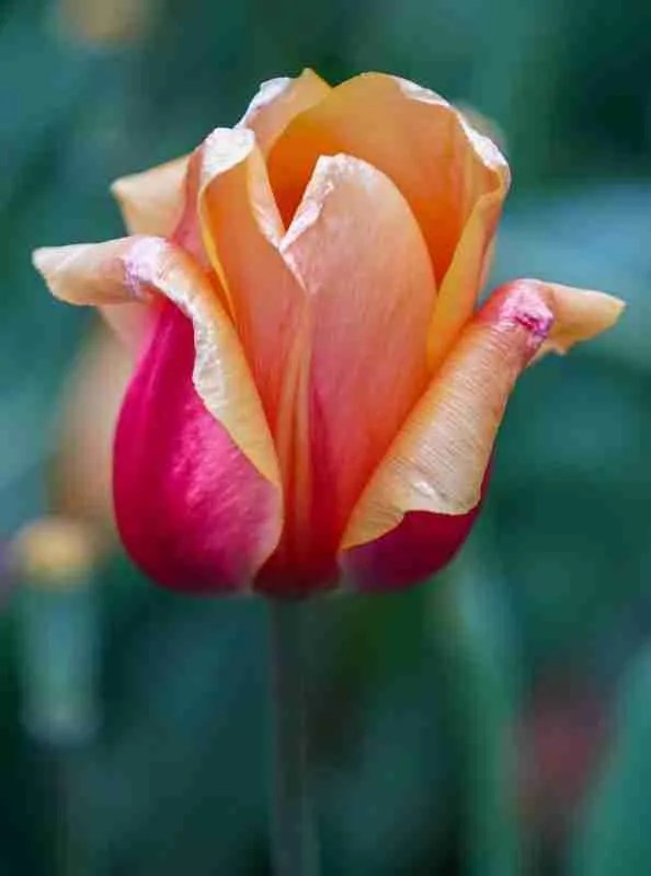 The Complete Guide on How to Plant Tulips for a Sustainable Garden