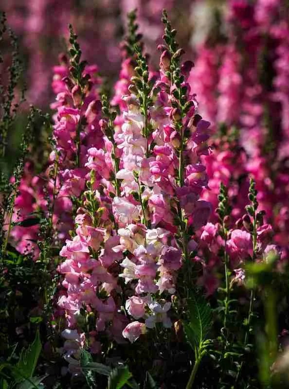 Late Summer Flower Wedding Flowers to Grow for an August Wedding