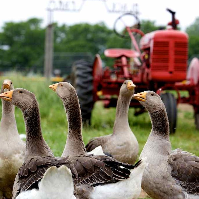 Gallery Bramble and Hare