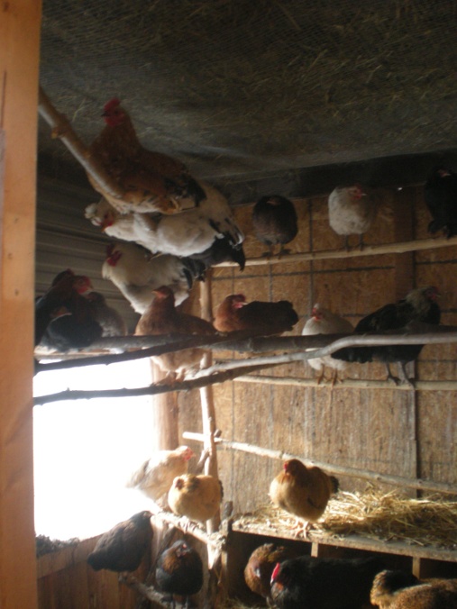 Free Range Chickens Bramble Heights