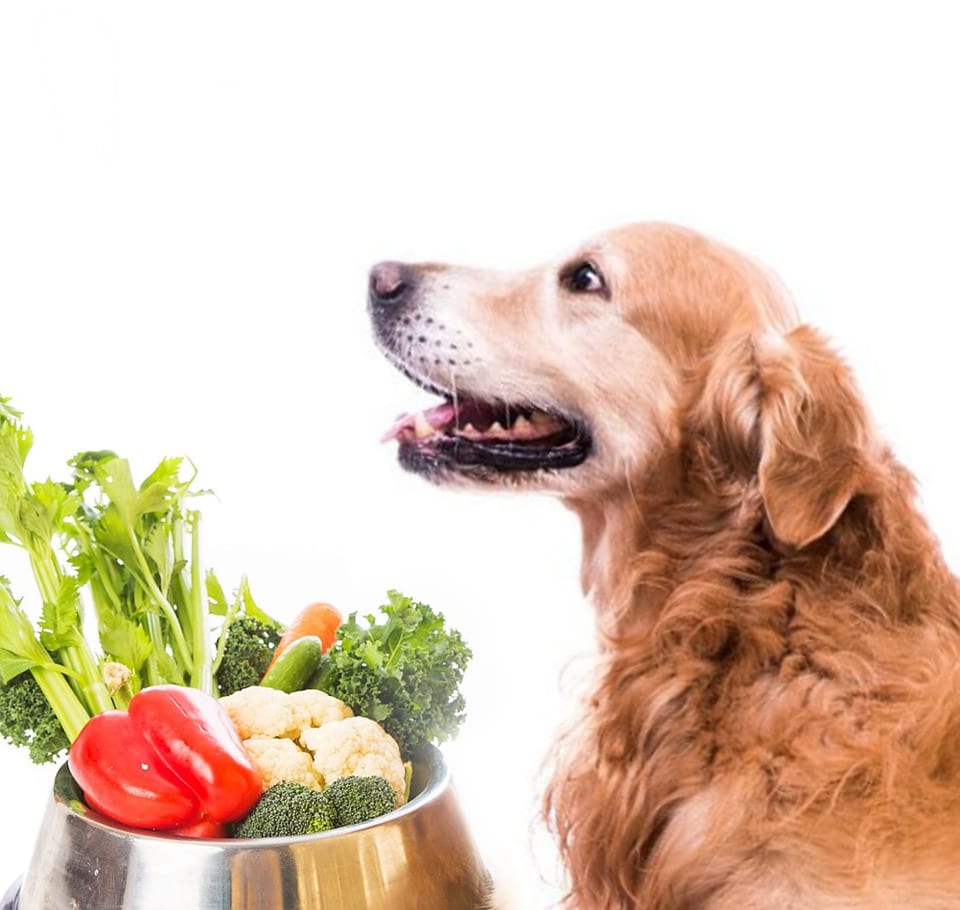 Can Dogs Be Vegan Bramble Pets