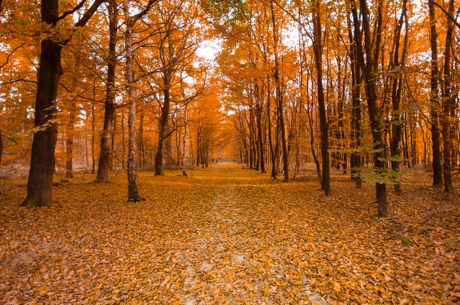 The Best Fall Hiking Trails in and Around Brampton