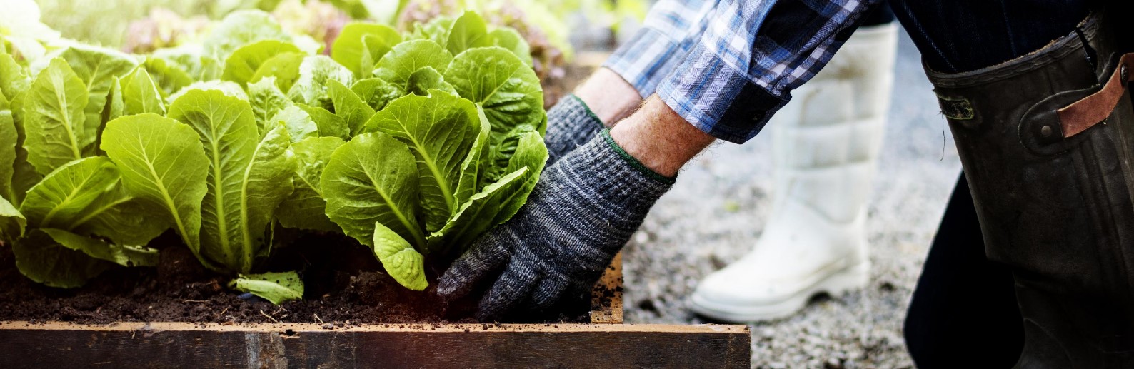 7,000 lbs of produce harvested for local food banks in Brampton